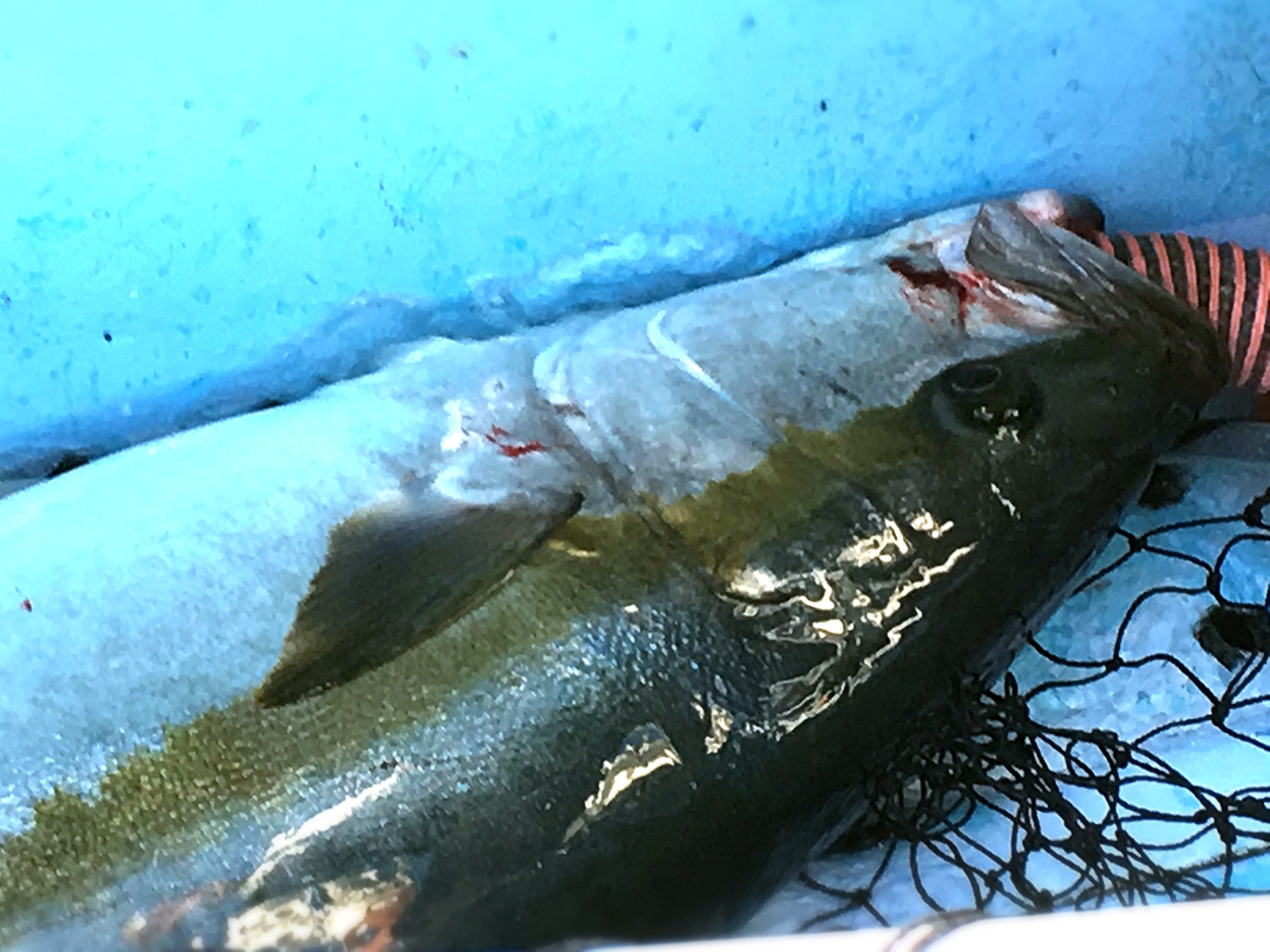 ヒラマサ14kgオーバー出現！】外房ヒラマサジギング一年越しの