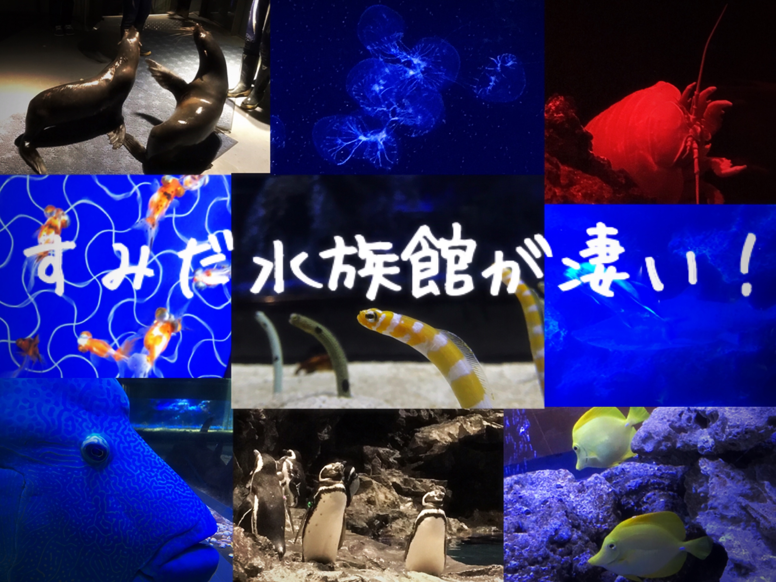 すみだ水族館が凄い！】趣向を凝らした大人の癒やしの空間を徹底紹介