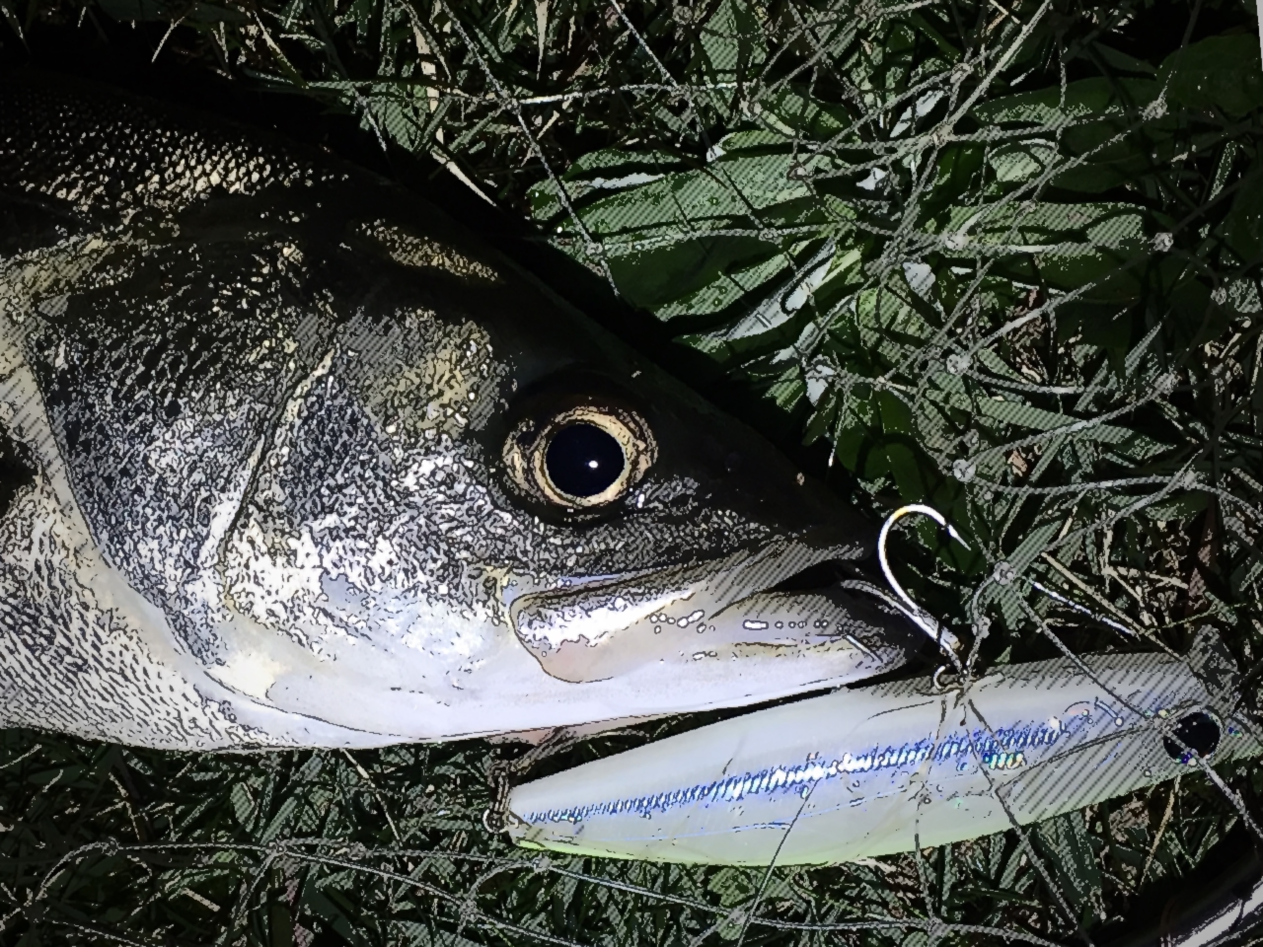 ストロングで行こう ビッグルアーで気分爽快の中川シーバス釣行 釣リズム