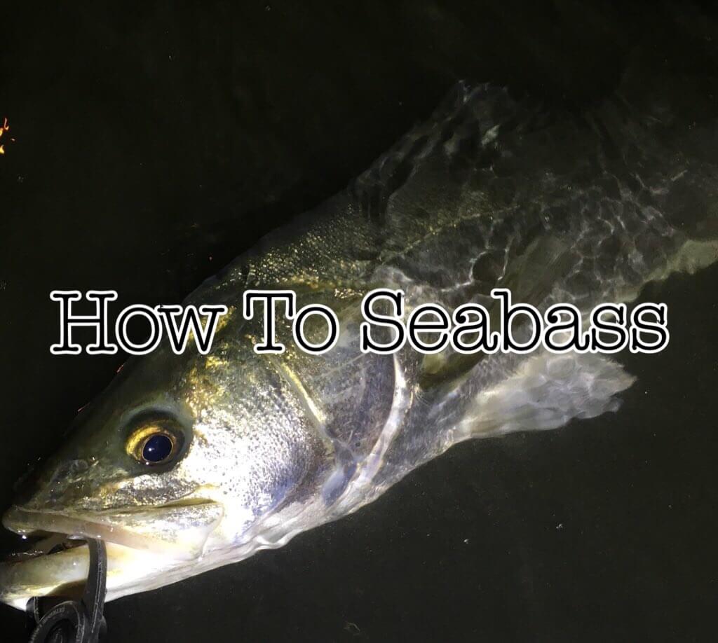 How To Seabass Fishing】シーバス釣りの攻略法 | 釣リズム