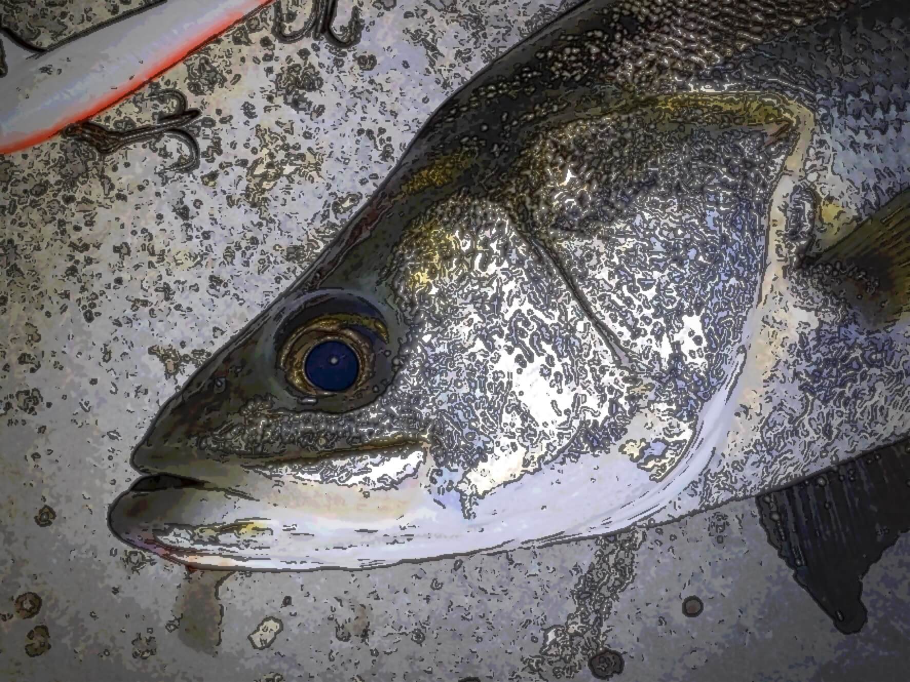 中川シーバス釣行 あれから一ヶ月 お久シーバス 釣リズム