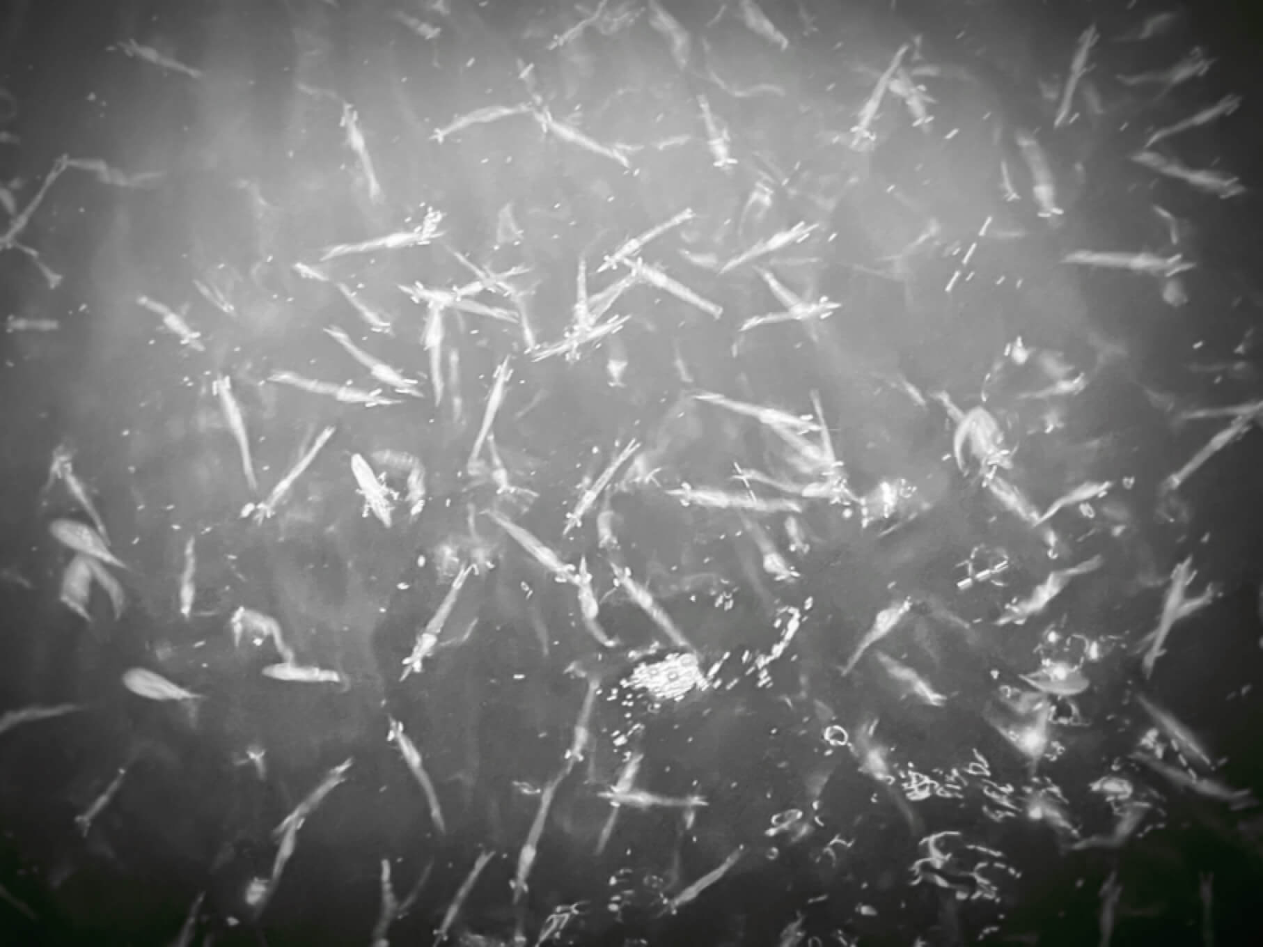 荒川シーバス釣行 春の上げ潮アミアミパニック 釣リズム