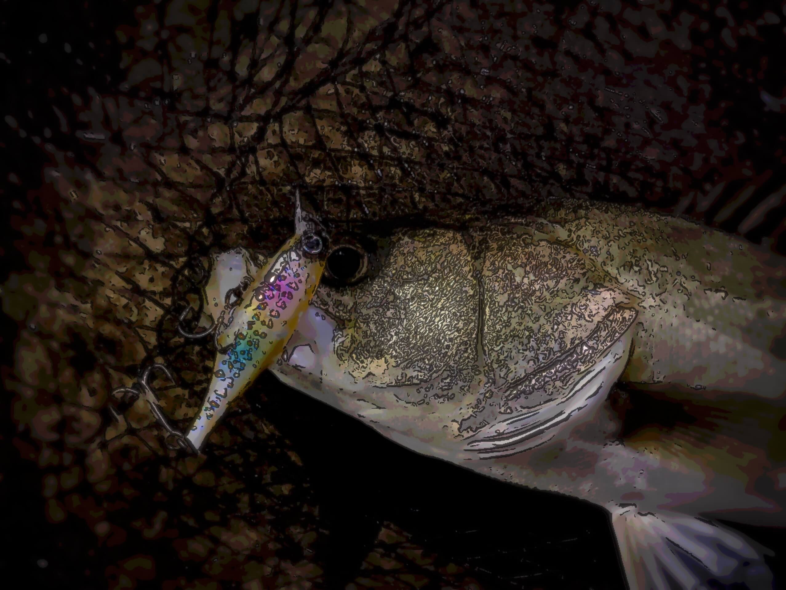 中川シーバス釣行 秋爆はいつ サッパ入荷してますが 釣リズム