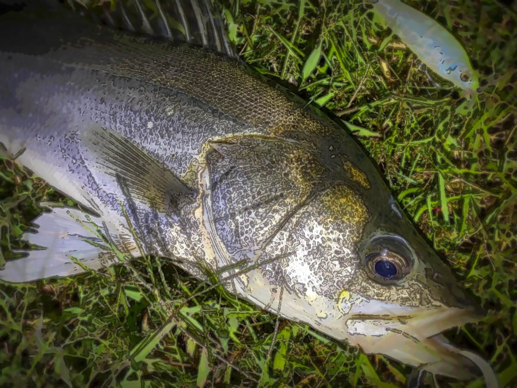 中川シーバス釣行 深夜小潮と夜明け前 釣リズム